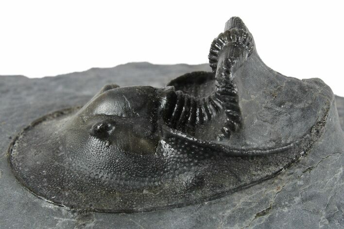 Detailed Scotoharpes Trilobite - Boudib, Morocco #350487